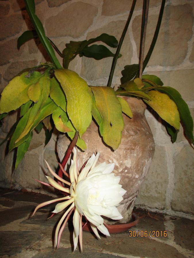 Les Mimosas Panzió Menton Kültér fotó