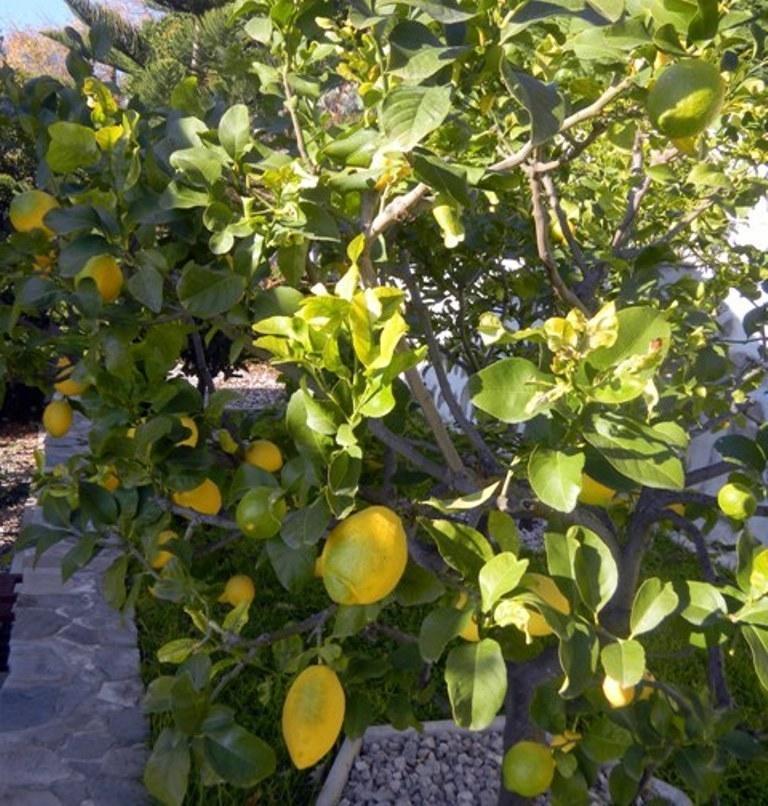 Les Mimosas Panzió Menton Kültér fotó